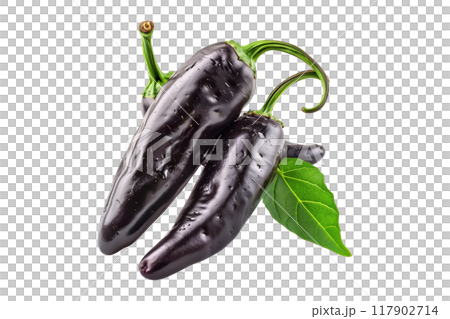 Green Pasilla Chili Pepper isolated on a white background. 117902714