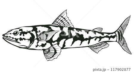 海水魚エソのシンプル白黒切り絵イラスト 117902877