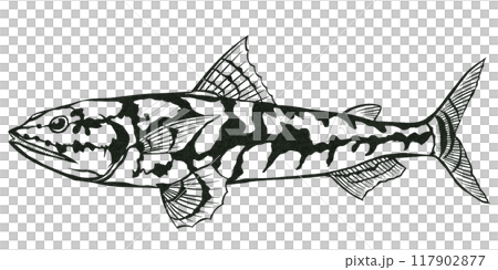 海水魚エソのシンプル白黒切り絵イラスト 117902877