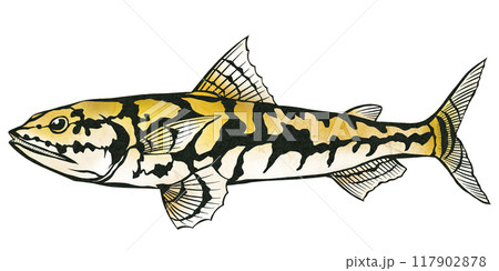 刺身では小骨が多くて食べられないけど蒲鉾には最高のエソ切り絵イラスト 刺身では小骨が多くて食べられないけど蒲鉾には最高のエソ切り絵イラスト 117902878