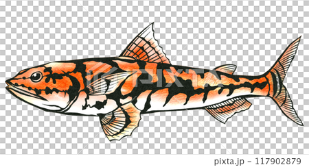 蒲鉾の原料海水魚エソの切り絵イラスト 117902879