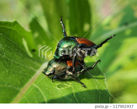 マメコガネ 117902937