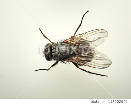 オオイエバエ 117902943