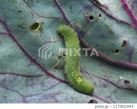 モンシロチョウの幼虫 117902944