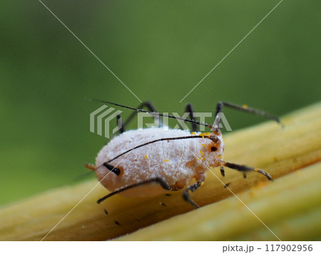 キスゲフクレアブラムシ 117902956