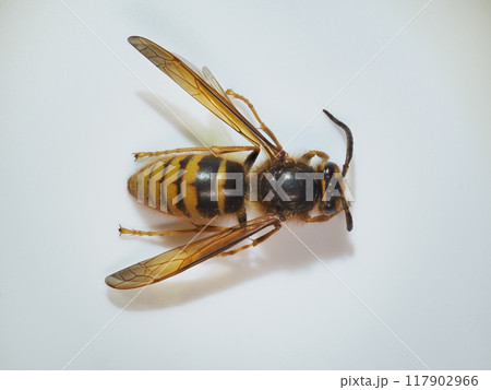 ケブカスズメバチ♂ 117902966