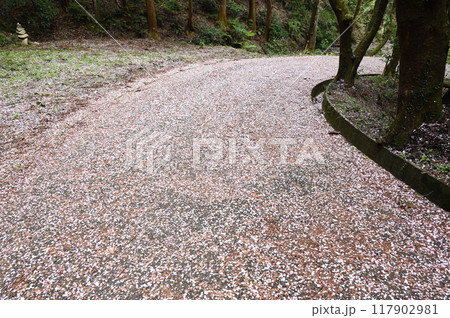 桜吹雪の坂道 117902981