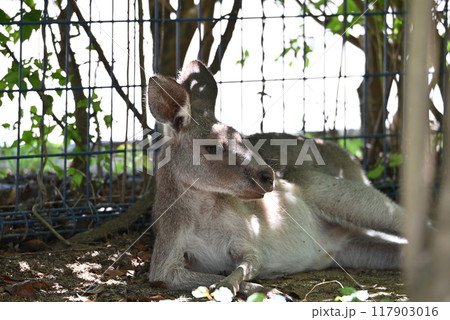 ふれあいコーナのカンガルー ふれあいコーナのカンガルー 117903016