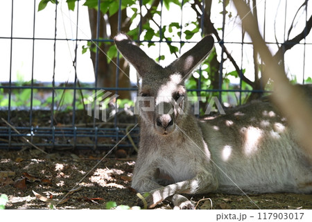 ふれあいコーナのカンガルー ふれあいコーナのカンガルー 117903017