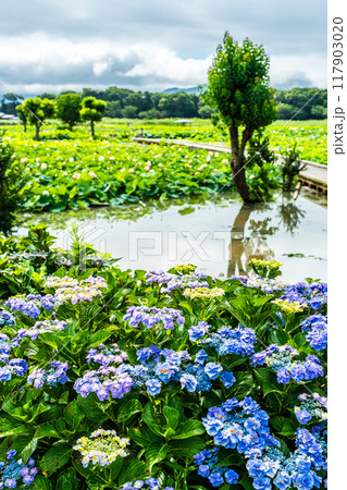 水没した唐比ハス園とアジサイ　【長崎県諫早市】 117903020