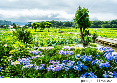 水没した唐比ハス園とアジサイ　【長崎県諫早市】 117903021