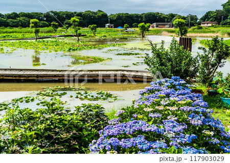 水没した唐比ハス園とアジサイ　【長崎県諫早市】 117903029