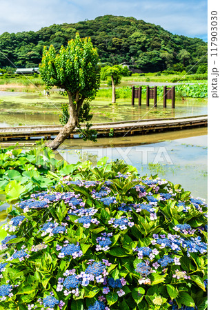 水没した唐比ハス園とアジサイ　【長崎県諫早市】 117903030