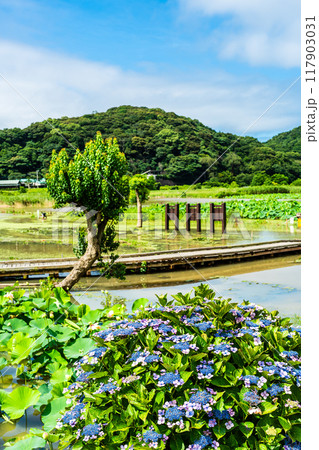 水没した唐比ハス園とアジサイ　【長崎県諫早市】 117903031