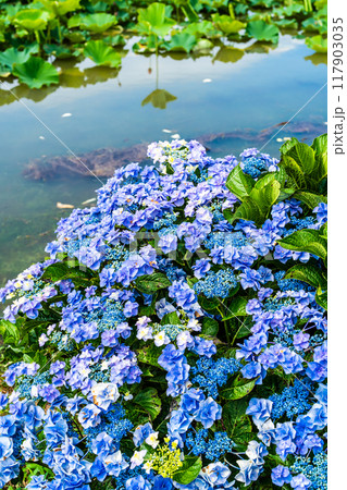 水没した唐比ハス園とアジサイ　【長崎県諫早市】 117903035