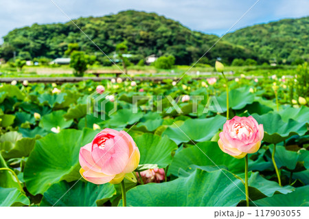 唐比ハス園のハスの花　【長崎県諫早市】 117903055