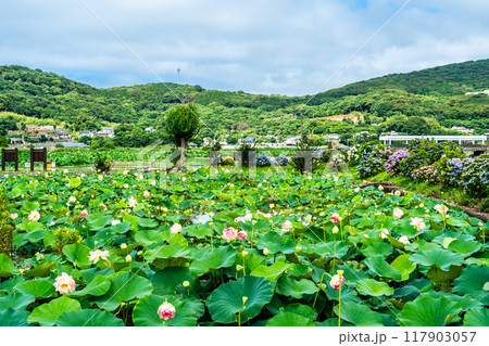唐比ハス園のハスの花 【長崎県諫早市】 唐比ハス園のハスの花 【長崎県諫早市】 117903057