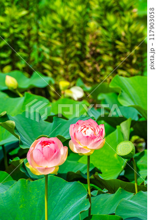 唐比ハス園のハスの花 【長崎県諫早市】 唐比ハス園のハスの花 【長崎県諫早市】 117903058