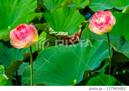 唐比ハス園のハスの花　【長崎県諫早市】 117903062