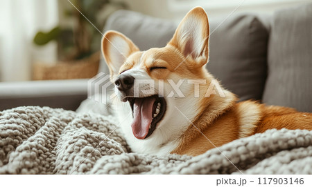 ソファーでリラックスしているあくびするコーギー犬 117903146