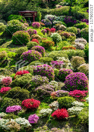 祐徳稲荷神社のツツジ　【佐賀県鹿島市】 117903157