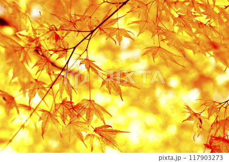 秋の風物詩 紅葉 秋の風物詩 紅葉 117903273