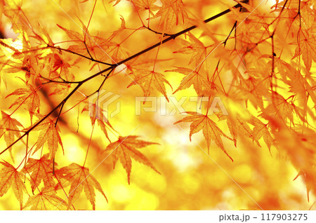 秋の風物詩　紅葉 117903275