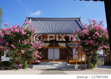 城下町津山の西寺町を東西に走る旧出雲街道に面して建つ「大圓寺」：サルスベリの咲く頃 117903364