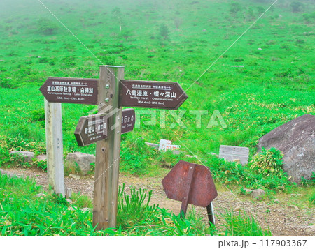 初夏の霧に包まれる霧ヶ峰高原植物群落車山湿原の道標 117903367