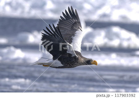 流氷の上のオオワシ 117903392