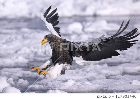 流氷の上のオオワシ 117903446
