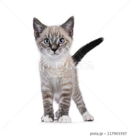 House cat on white background 117903597
