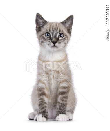 House cat on white background 117903599