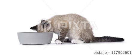 House cat on white background 117903601