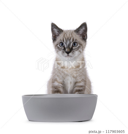 House cat on white background House cat on white background 117903605