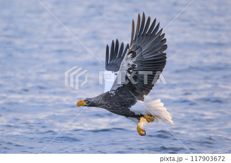 海の上のオオワシ 117903672