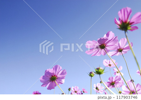 秋桜 秋の花 秋桜 秋の花 117903746