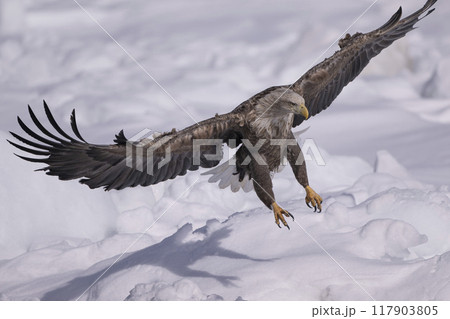 流氷の上のオジロワシ 117903805