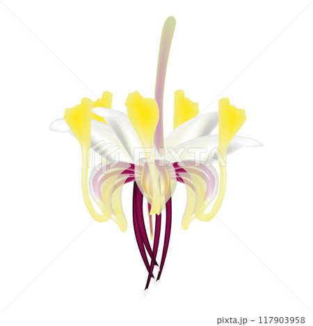 Cocoa flower isolated on white background. 117903958