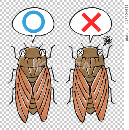 Judgment of the Brown Cicada Set (True or False) 117904451