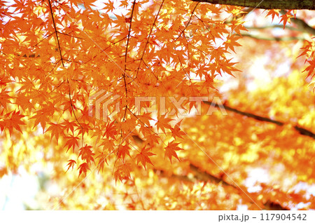 秋の風物詩 紅葉 秋の風物詩 紅葉 117904542