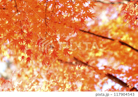 秋の風物詩　紅葉 117904543