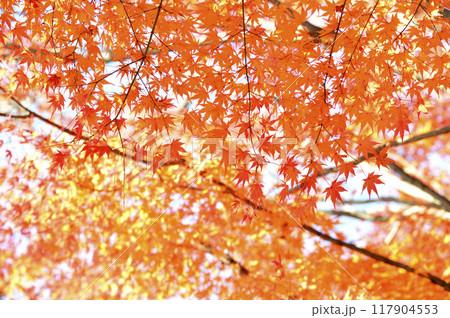 秋の風物詩 紅葉 秋の風物詩 紅葉 117904553