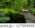 奥入瀬渓流の石ヶ戸の瀬の遊歩道の苔むした岩 117904608
