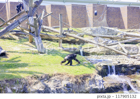 シドニー動物園のチンパンジー シドニー動物園のチンパンジー 117905132