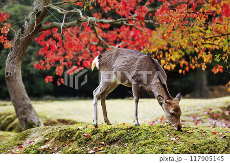 奈良公園の秋 奈良公園の秋 117905145