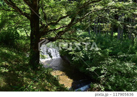 京都北山・杉坂川の川堰の滝の夏風景 117905636