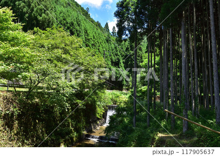 京都北山・杉坂川の川堰の滝の夏風景 117905637