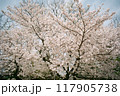 フィルムカメラで撮影した淡い色合いの桜 117905738