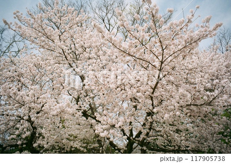 フィルムカメラで撮影した淡い色合いの桜 117905738